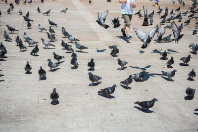 High angle view of pigeons