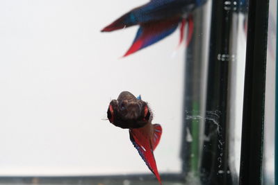 Close-up of a bird flying