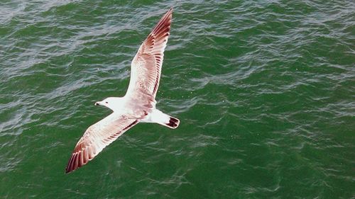 Bird flying in sky