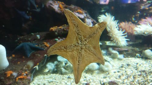 Close-up of fish swimming in aquarium