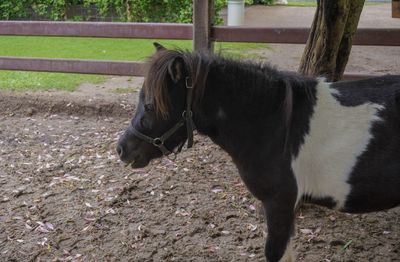 Side view of horse standing on field