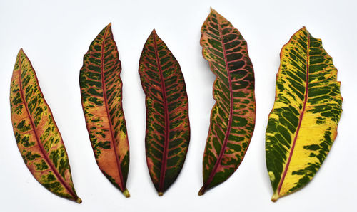 Close-up of multi colored leaves against white background