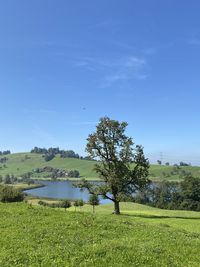 Trees on field against blue sky