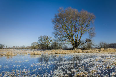 Bare trees on field against clear blue sky during winter