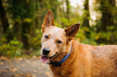 Close-up portrait of a dog