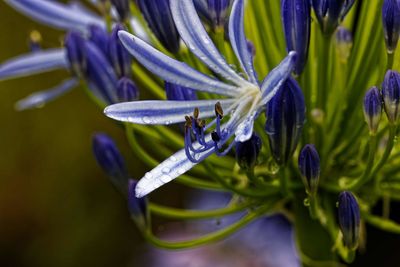 Close-up of purple flowering plant