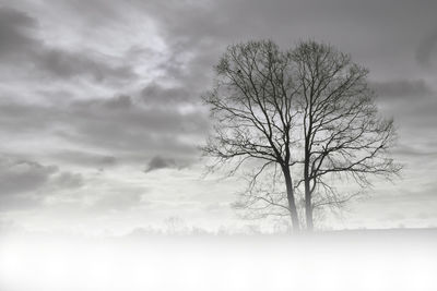 Bare tree on landscape against cloudy sky