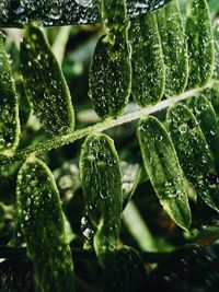 Close-up of raindrops on leaves