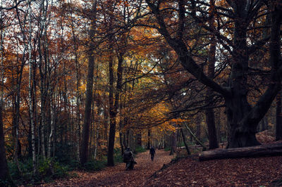 Trees in forest during autumn