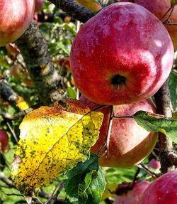 Close-up of apple growing on tree