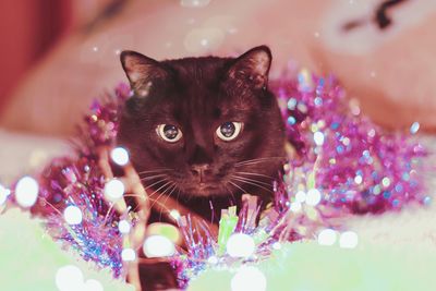 Close-up of cat looking away