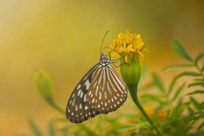 Close-up of butterfly pollinating on yellow flower