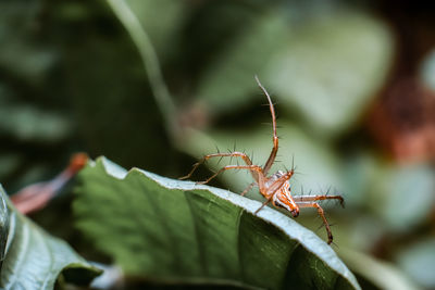 Close-up of insect on leaf