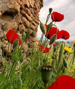 Close-up of red flowering plant