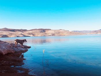 Weimaraner playing at peaceful lake