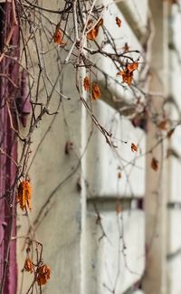 Close-up of berries on tree