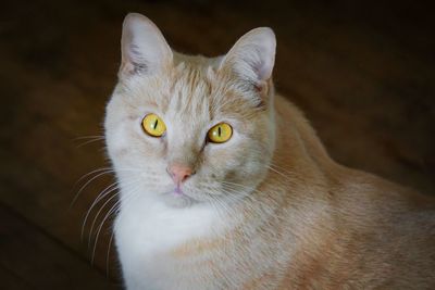Close-up portrait of cat