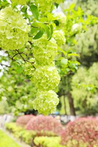 Close-up of grapes growing on tree