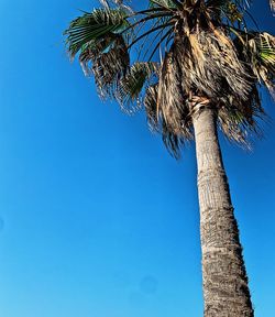 Low angle view of coconut palm tree against blue sky