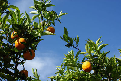 Low angle view of orange tree against sky