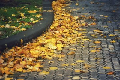 High angle view of autumn leaves on street