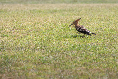 A beautiful bird upupa epops runs along the green grass.