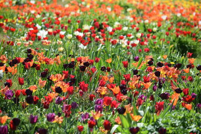 Close-up of flowering plants on field