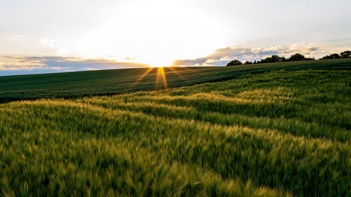 Scenic view of field against sky during sunset