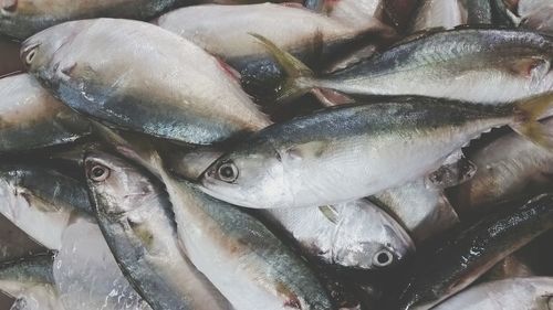 Close-up of fish for sale in market