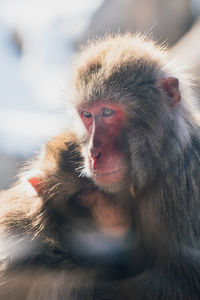 Japanese macaques embracing while sitting outdoors