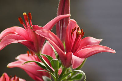 Close-up of pink lily