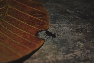 Close-up of insect