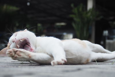 Close-up of white cat resting