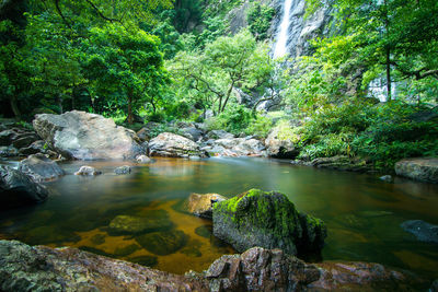 Scenic view of waterfall in forest