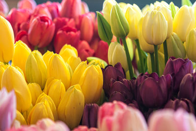 Full frame shot of multi colored tulips