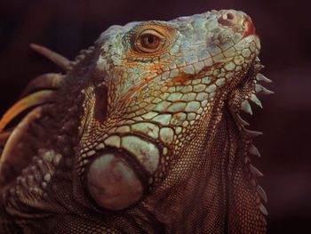 Close-up of iguana outdoors