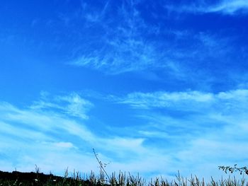 Low angle view of trees against blue sky