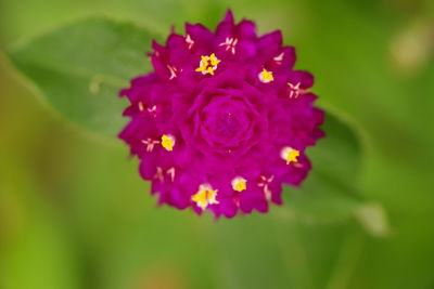 Close-up of purple flowers