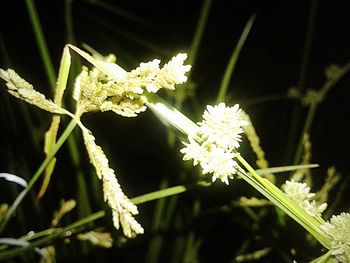 Close-up of flowers on plant at night