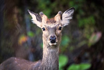 Portrait of sika deer in forest