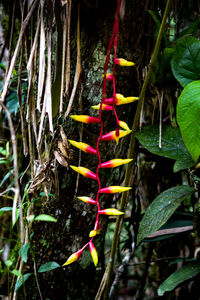 Plants hanging from tree