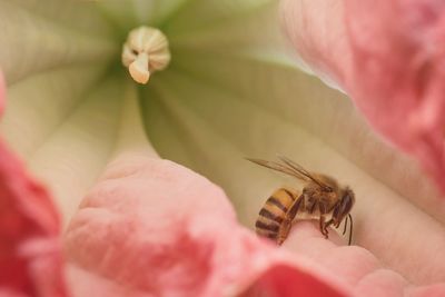 Close-up of insect on pink flower