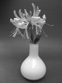 Close-up of white flowers in vase