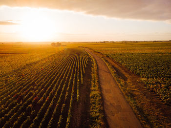 Scenic view of agricultural field against sky during sunset. aerial view of vineyards during autumn 