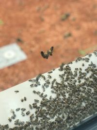 High angle view of insect on plant