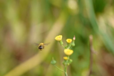 Close-up of bee on flower