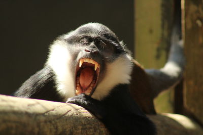 Close-up of a cat yawning