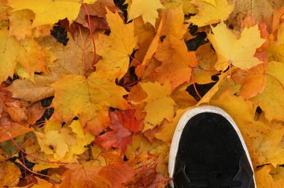 High angle view of maple leaves during autumn