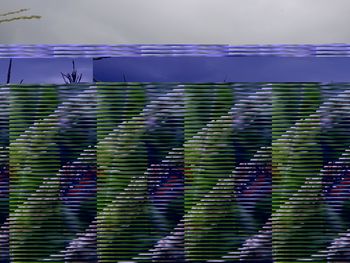 Close-up of plant against blue sky