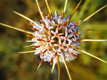 Close-up of flowering plant